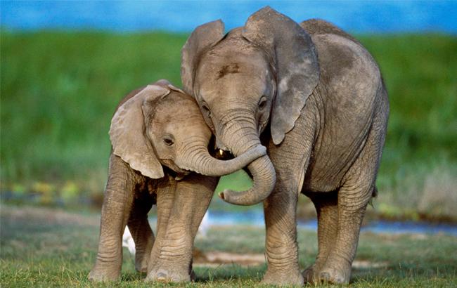 Слонов назвали самыми заботливыми животными на планете