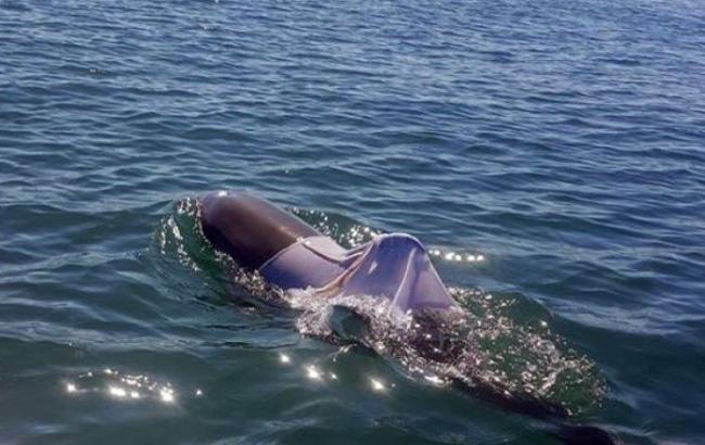 В Австралии разыскивают дельфина в футболке