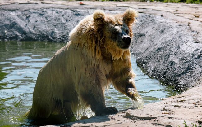 У притулку "Домажир" померла найстаріша ведмедиця з непростою історією: її врятували з цирку (фото, відео)
