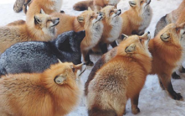 У Японії шість видів лисиць проживають в одному заповіднику