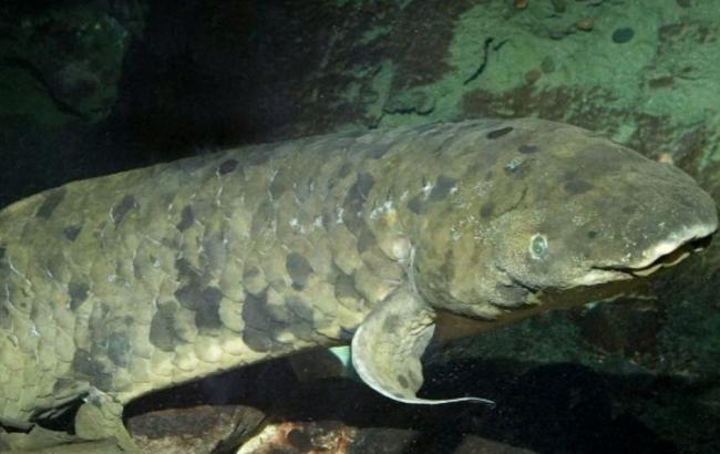 Умерла самая старая в мире аквариумная рыба