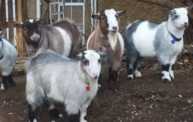 В британской школе карликовые козы будут помогать обучать детей