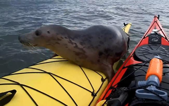 В Шотландии тюлень плавал на байдарке