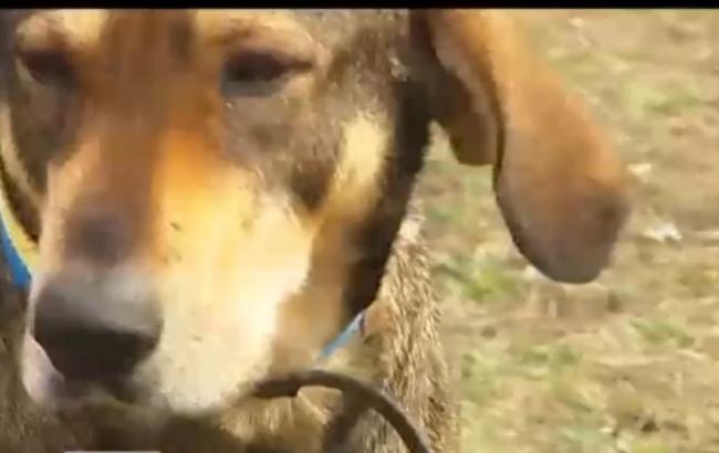 У Києві самотній пес чекає померлого господаря три місяці