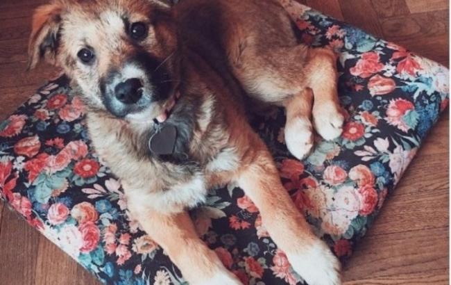 "У вас есть шанс спасти Соню": волонтеры разыскивают хозяина для очаровательного щенка