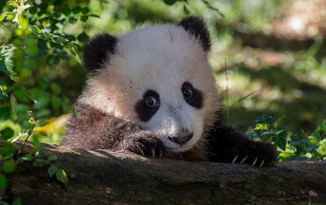 Приставучая панда в зоопарку стала зіркою соцмереж