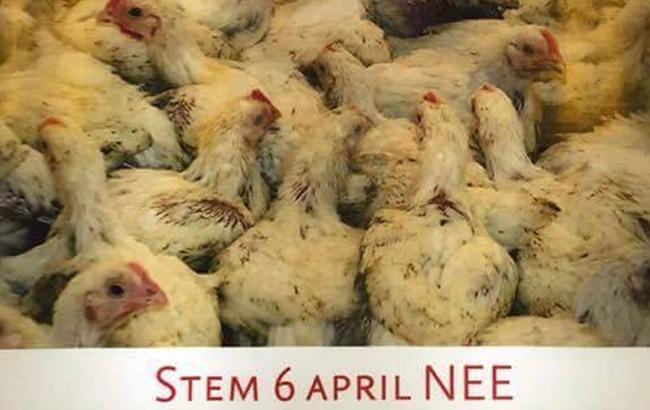 В Амстердаме развесили плакаты с курицами против ассоциации Украины и ЕС