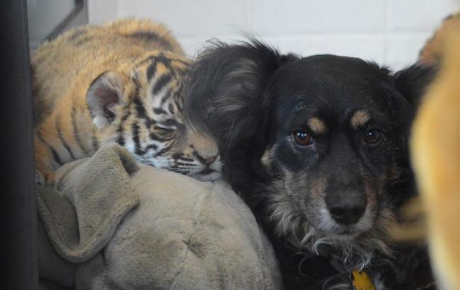 В американском зоопарке пес стал "приемным отцом" брошенным тигрятам