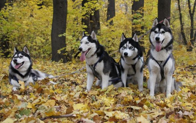 Погода на сегодня: в Украине без осадков, температура до +15