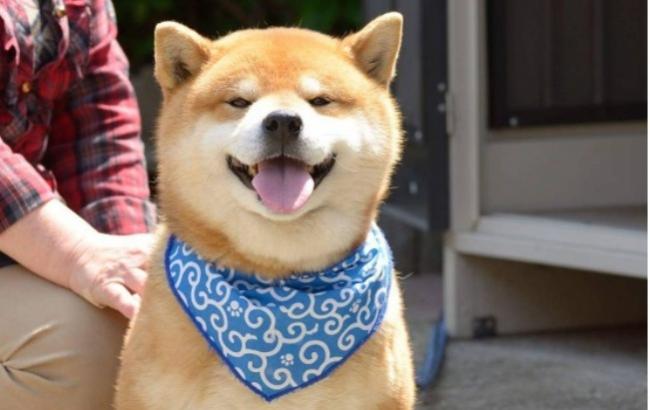 Японський собака-"очаровашка" завів собі сторінку в соцмережі