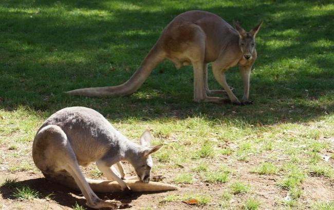 В Австралии огромная стая кенгуру захватила поле для гольфа