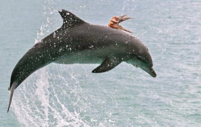 В Австралии осьминог прокатился верхом на дельфине
