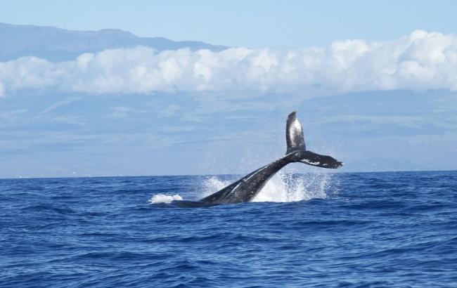 Ученые показали Антарктику со спины горбатого кита