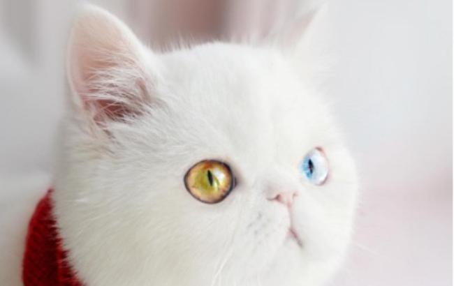Красавица-кошка с космическими глазами покоряет соцсети