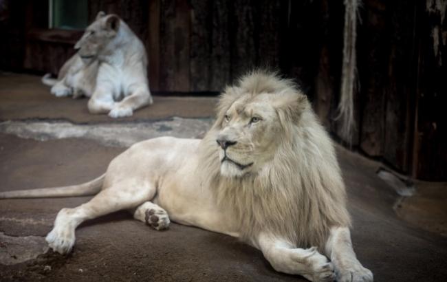 В России подростка на улице укусил лев