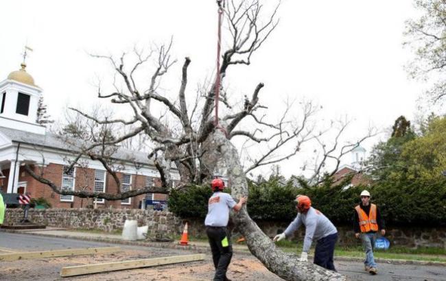 В США спилили любимое дерево Джорджа Вашингтона