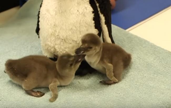 В сети появилось забавное видео двух новорожденных пингвинов