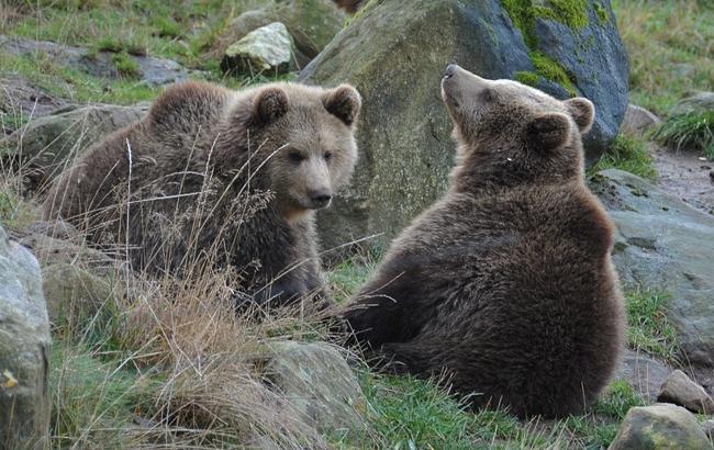 В реабилитационном центре в Карпатах впервые родились медвежата