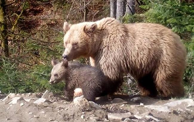 В Карпатском центре родился третий медвежонок