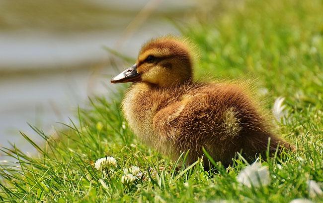 Сеть в восторге от видео из Киева, где водители спасают утят на дороге