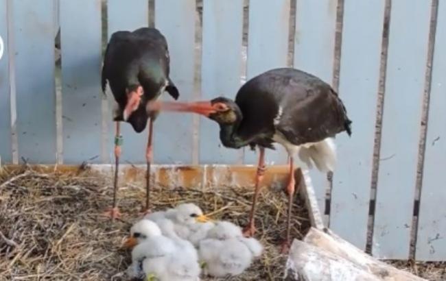 У Київському зоопарку народилися шість пташенят рідкісних птахів