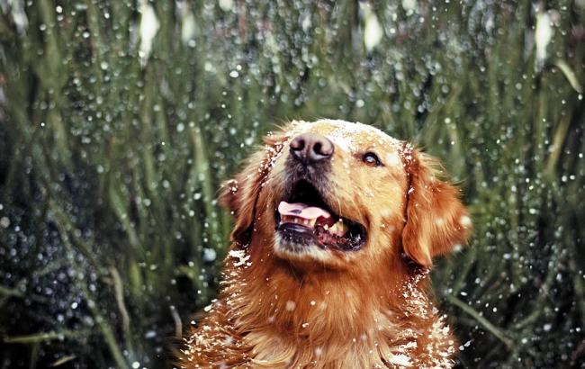 Погода на сегодня: в Украине местами дожди, температура до +15