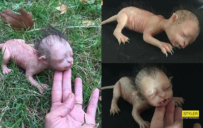 Существо с человеческим лицом: в Малайзии обнаружили странное животное с клыками и острыми когтями