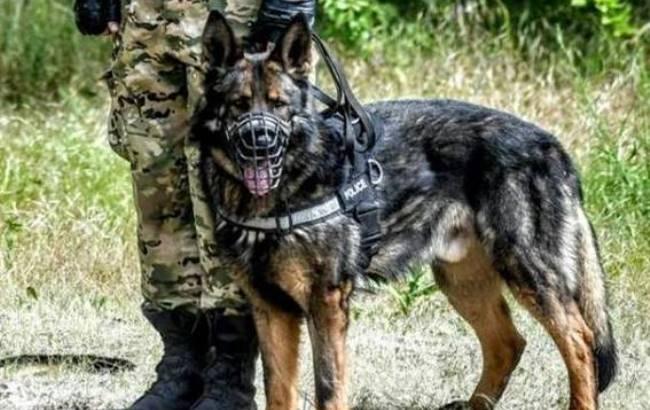 Може бути поранений: в Запорізькій області розшукують службового собаку Ункаса