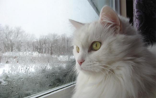 Холода отступают: какая будет погода в начале недели