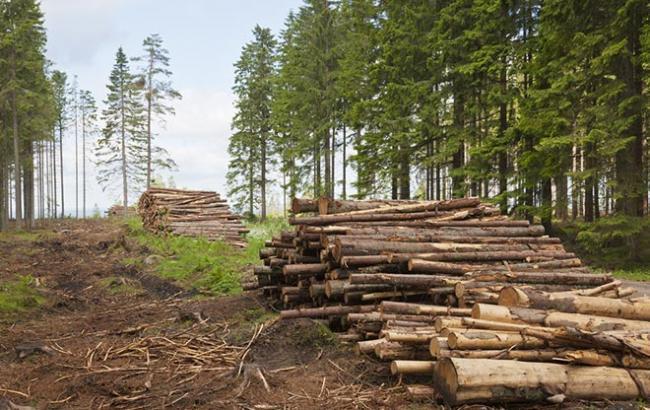 В цілому по Україні 350 тис. га різного ступеня всихання дерев