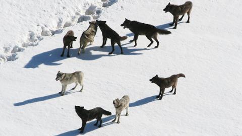 "Волки умерли достойно": украинцы в ужасе от массового убийства животных на Закарпатье
