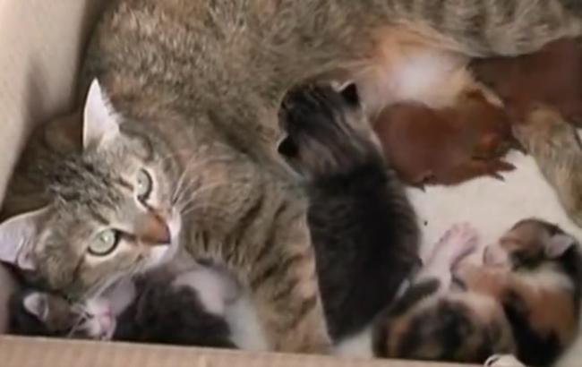 "Мати-героїня": Опубліковано умилительное відео з кішкою з Полтави, яка вигодовує білченят