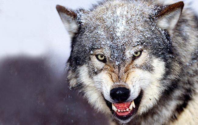 В Черниговской области дикий зверь нападает на людей, есть пострадавшие