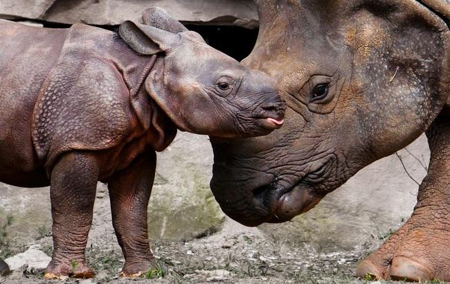 "Можна дивитися нескінченно": дитинча носорога захищає свою маму (ВІДЕО)