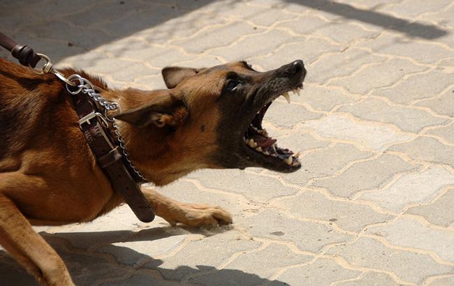 "Мізки явно відсутні": в Умані бійцівських собак нацьковують на безпритульних тварин