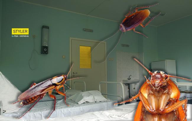 "Боялася спати": нашестя тарганів у запорізькій лікарні налякало пацієнтів (відео)