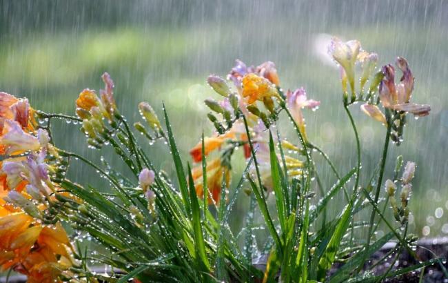 Погода на сегодня: в Украине местами ожидаются дожди с грозами, температура до +32