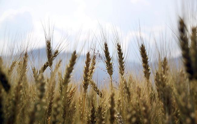 В Одесской области пограничники помешали незаконному экспорту более 7 тыс. тонн пшеницы
