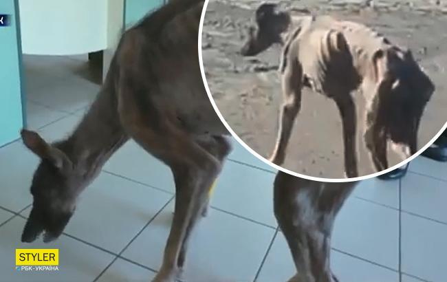 В Луцке собаку едва ли не до смерти морили голодом: появились детали (видео)