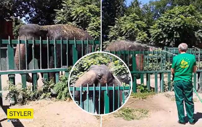 В Одеському зоопарку купали слониху Венді: діти були в захваті (відео)