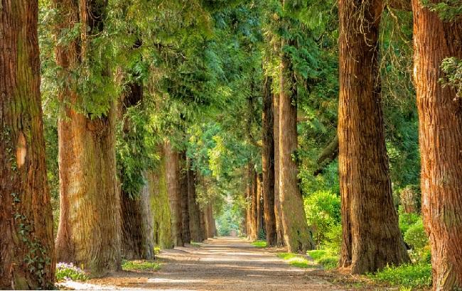 "Терапия природой": советы от Супрун, как успокоить и зарядить свой мозг