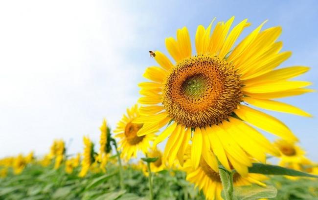 Погода на сегодня: в Украине без осадков, температура до +30