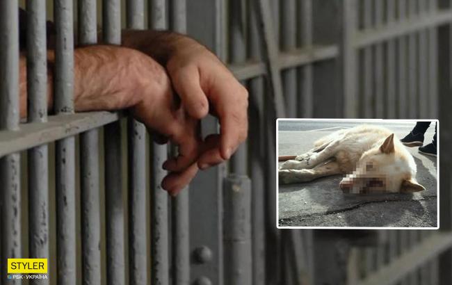 В Херсонской области живодер молотком избил собственную собаку: суд вынес приговор
