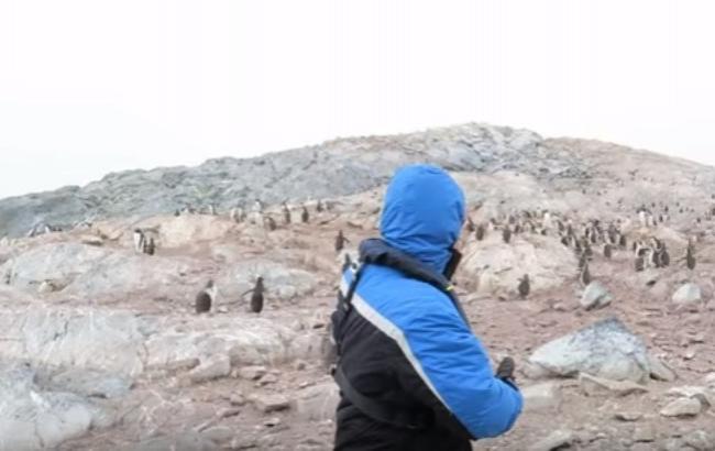 Пінгвіни в шоці: оперний співак розполохав своїм співом птахів