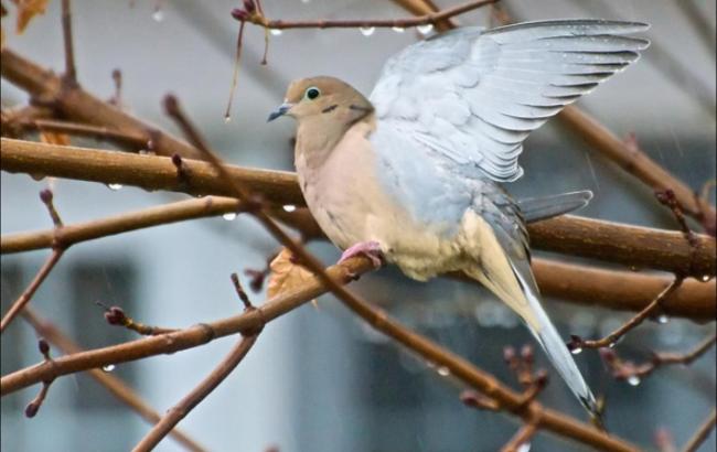 Погода на завтра: в Украине местами ожидаются дожди, температура до +8