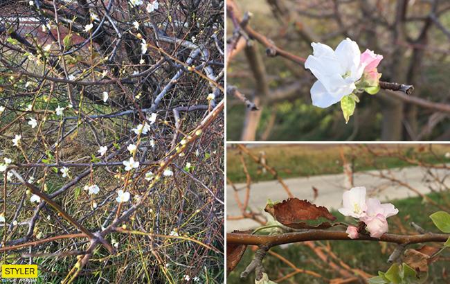 "Осінь яскравіше": в курортному Бердянську яблуні і сливи знову зацвіли