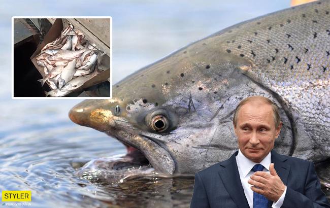 В сети показали, как россияне варварски уничтожают дорогую красную рыбу