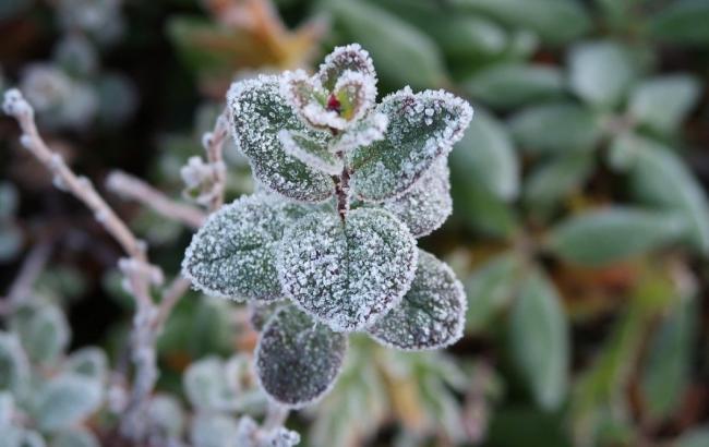 Синоптики попереджають про заморозки на вихідних