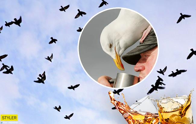 "Потрібно перетерпіти": жителям американського міста дошкуляють п'яні птахи