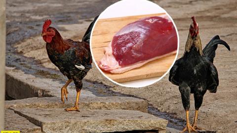 Вбивства тварин можна уникнути: вчені навчилися вирощувати синтетичне м'ясо